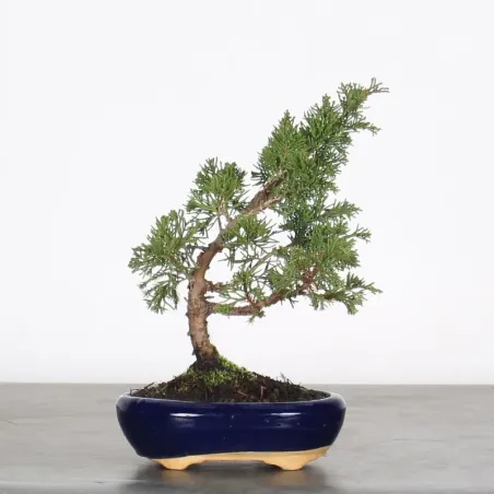 Bonsai Genévrier de Chine