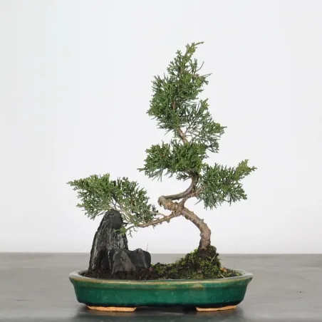 JUNIPER "JUNIPERUS ITOIGAWA" 1-14