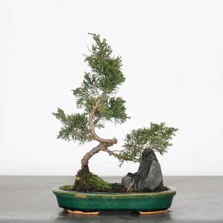 image supplémentaire - JUNIPER "JUNIPERUS...