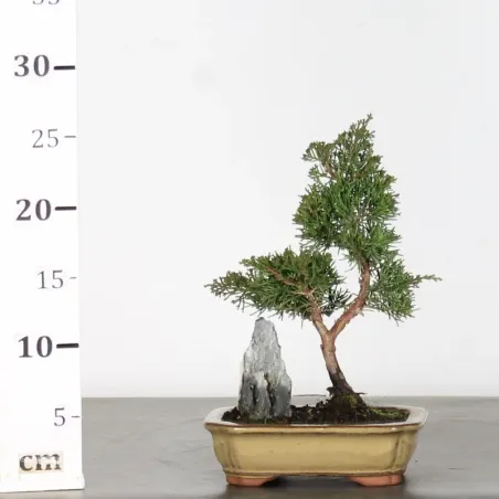 Bonsai Chinese Juniper