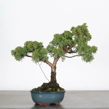 Bonsai Chinese Juniper