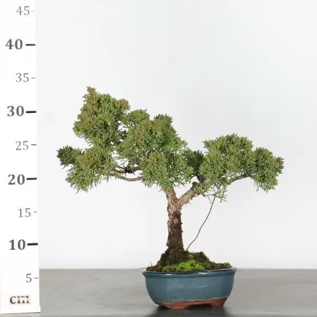 image supplémentaire - JUNIPER "JUNIPERUS KISHU" 1-17