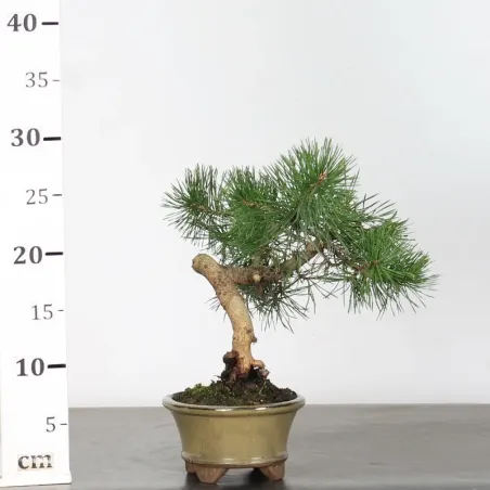 image supplémentaire - PINUS SYLVESTRIS 1-10
