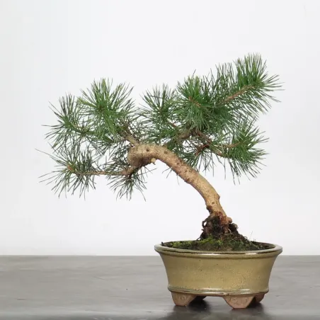 PINUS SYLVESTRIS 1-10