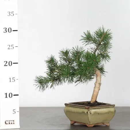 image supplémentaire - PIN SYLVESTRE 1-12