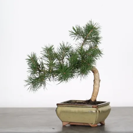 PINUS SYLVESTRIS 1-12