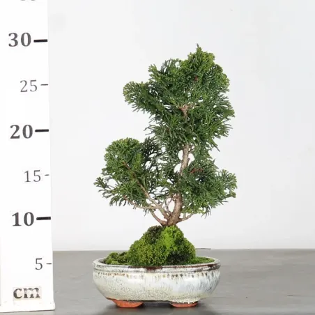 image supplémentaire - JAPANESE FALSE CYPRESS  1-1