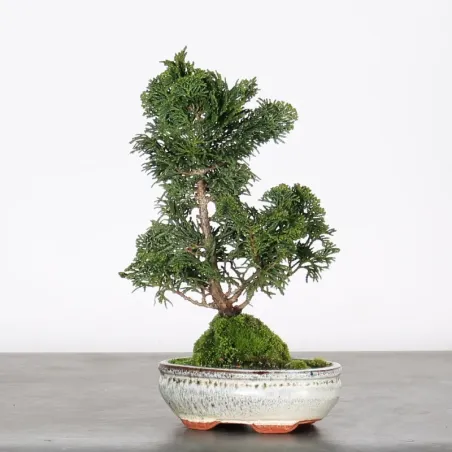 Bonsai Chamaecyparis Nana Gracilis