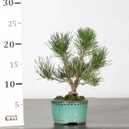 Mugo Bonsai Pine PM-1-13