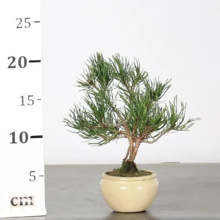 image supplémentaire - BONSAI PIN MUGO 1-14