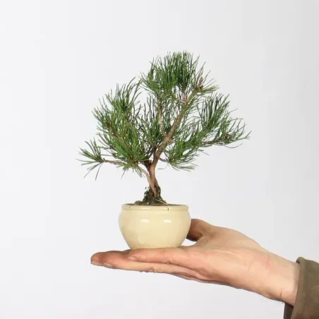 Mugo Bonsai Pine PM-1-14