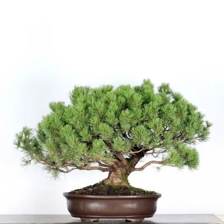 Mugo Bonsai Pine PM-4-2