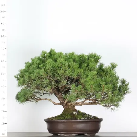image supplémentaire - BONSAI PIN MUGO 4-2