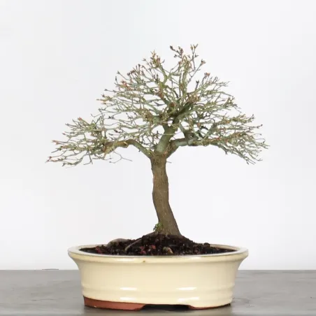 image supplémentaire - Japanese Maple "ACER...