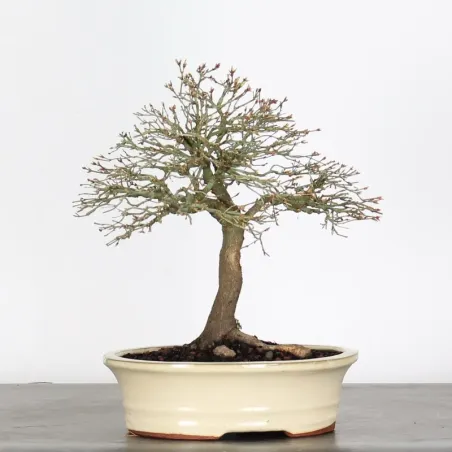 Kiyohime Maple Bonsai AK-1-1