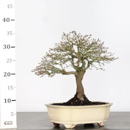 image supplémentaire - Érable Japonais "ACER...