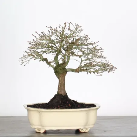 Kiyohime Maple Bonsai AK-1-2