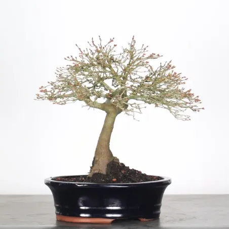 Kiyohime Maple Bonsai AK-1-3