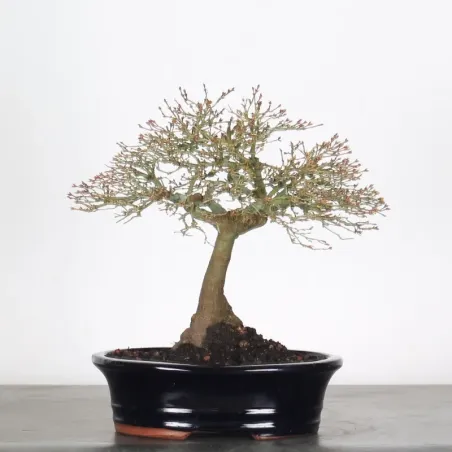 image supplémentaire - Érable Japonais "ACER...