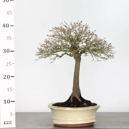 image supplémentaire - Japanese Maple "ACER...