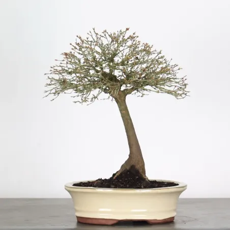 Kiyohime Maple Bonsai AK-1-4