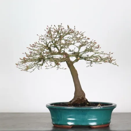 Bonsai Erable Kiyohime AK-1-5