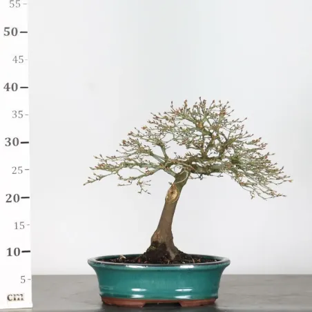 image supplémentaire - Japanese Maple "ACER...