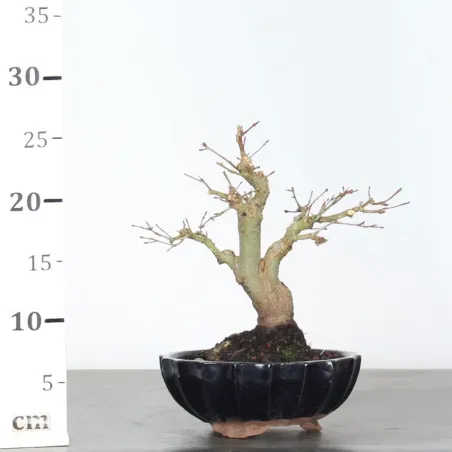 image supplémentaire - ACER PALMATUM SHOHIN 1-2