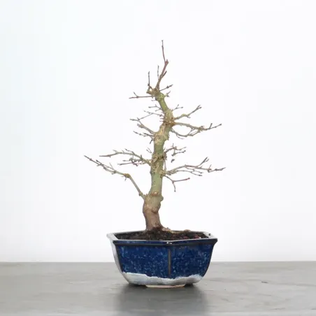 Bonsai Erable Palmatum APS-1-3