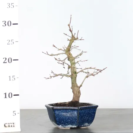 image supplémentaire - ÉRABLE DU JAPON "ACER...