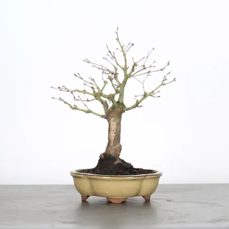 Bonsai Erable Palmatum Shohin APS-1-5