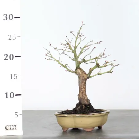 image supplémentaire - ACER PALMATUM SHOHIN 1-5