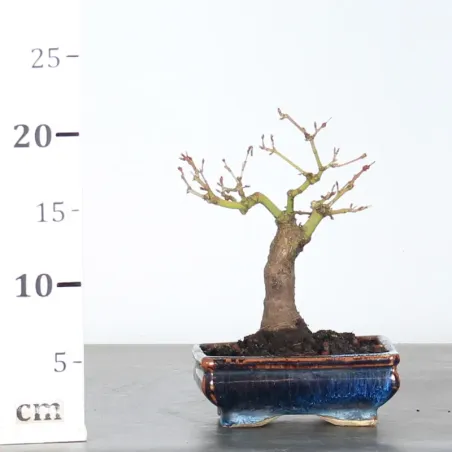 image supplémentaire - ACER PALMATUM SHOHIN 1-7