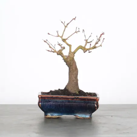 ACER PALMATUM SHOHIN 1-7