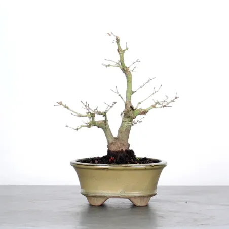 Bonsai Erable Palmatum APS-1-8