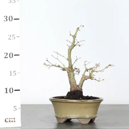 image supplémentaire - ACER PALMATUM SHOHIN 1-8
