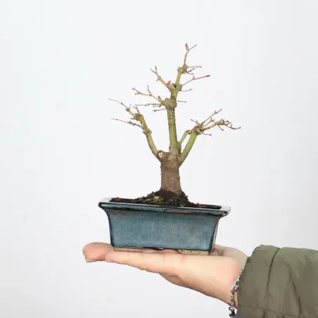 Palmatum Maple Bonsai APS-1-10