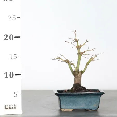 image supplémentaire - ACER PALMATUM SHOHIN 1-10