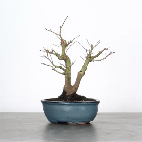 Bonsai Erable Palmatum Shohin APS-1-14