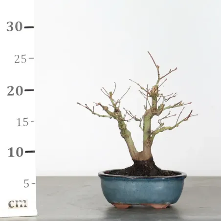 image supplémentaire - ACER PALMATUM SHOHIN 1-14