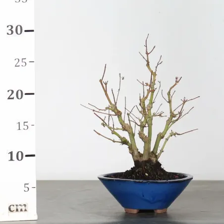 image supplémentaire - ACER PALMATUM SHOHIN 1-16