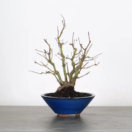 ÉRABLE DU JAPON "ACER PALMATUM SHOHIN" 1-16