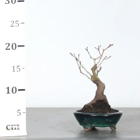 image supplémentaire - ACER PALMATUM SHOHIN 2-4