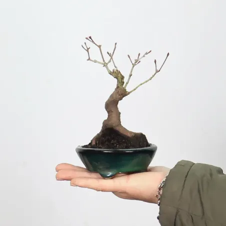 Palmatum Maple Bonsai APS-2-4
