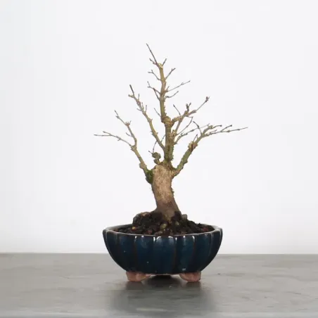 Palmatum Maple Bonsai APS-2-5