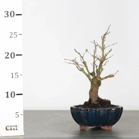 image supplémentaire - ACER PALMATUM SHOHIN 2-5