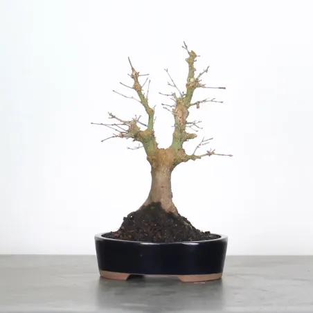 Palmatum Maple Bonsai APS-2-7