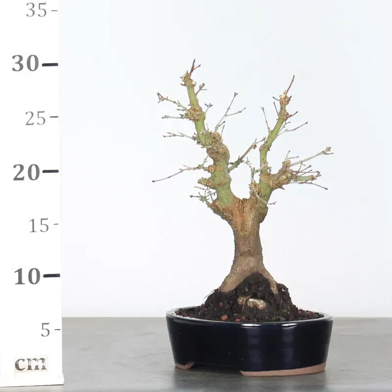 image supplémentaire - ACER PALMATUM SHOHIN 2-7