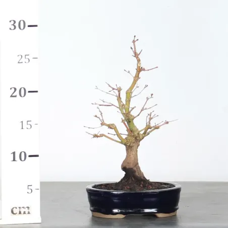 image supplémentaire - Érable du japon "ACER...