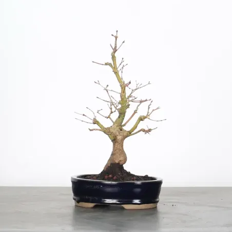 Palmatum Maple Bonsai APS-2-11